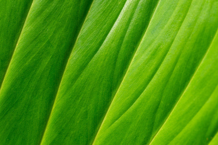 Full frame shot of green leaf
