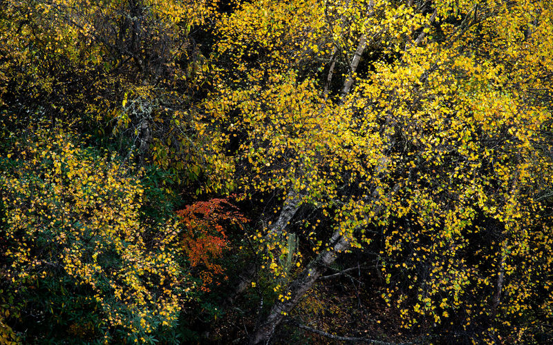 High angle view of yellow flower trees in forest