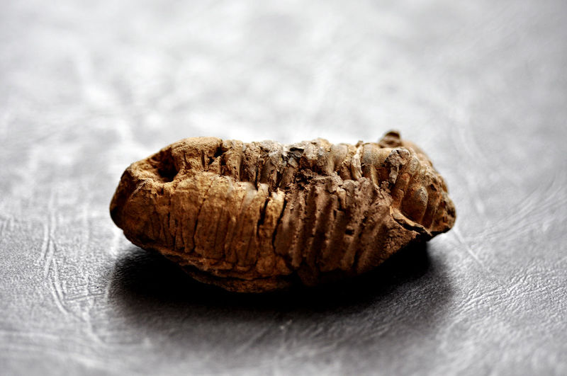 Trilobite fossil from morocco, from the paleozoic era