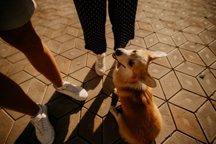 Fun family with dog corgi