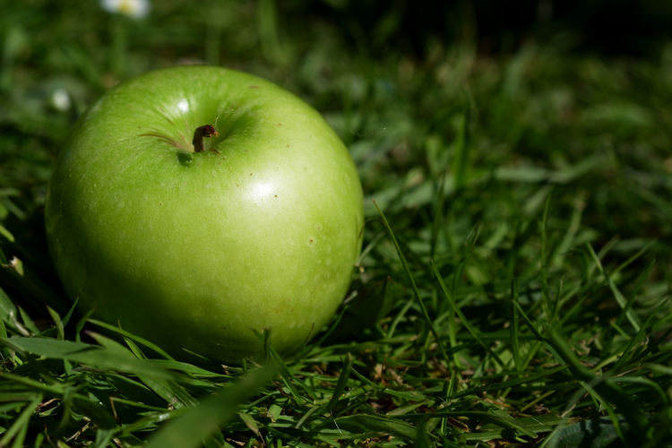 Close-up of granny smith apple on field