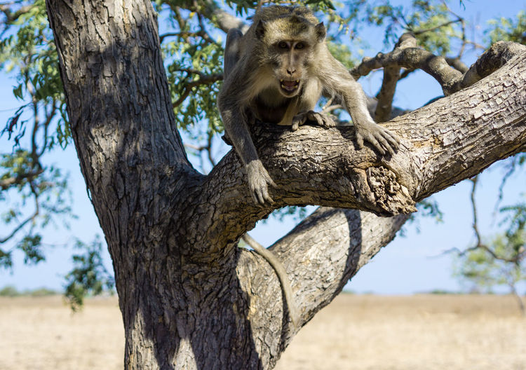 Elephant sitting on tree trunk