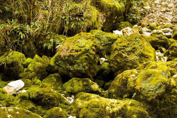 Moss on the rocks, nature background, green moss color texture
