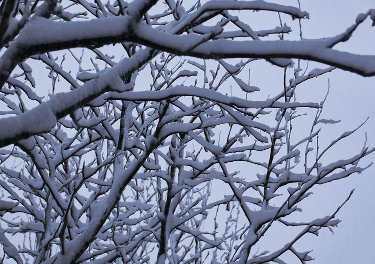 Low angle view of bare tree against sky