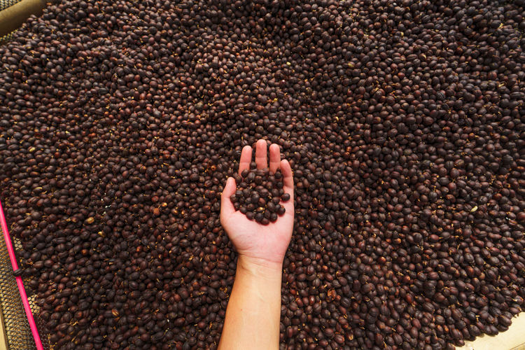 Cropped hand holding roasted coffee beans in hand
