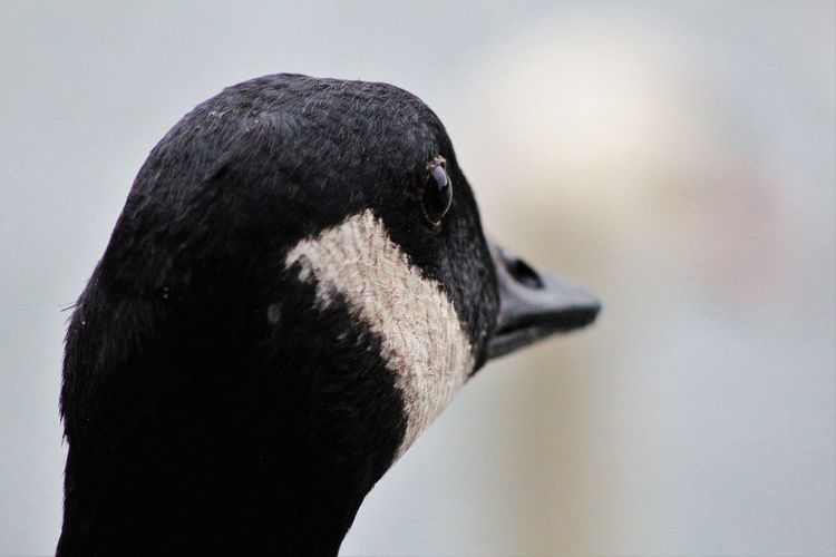 Close-up of canada goose 