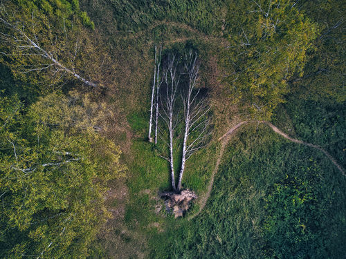 HIGH ANGLE VIEW OF TREES GROWING ON FIELD