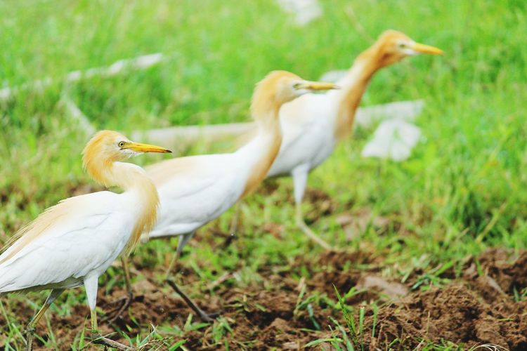 Bird on grassy field