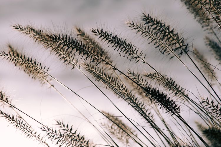 Close-up of stalks against sky during winter