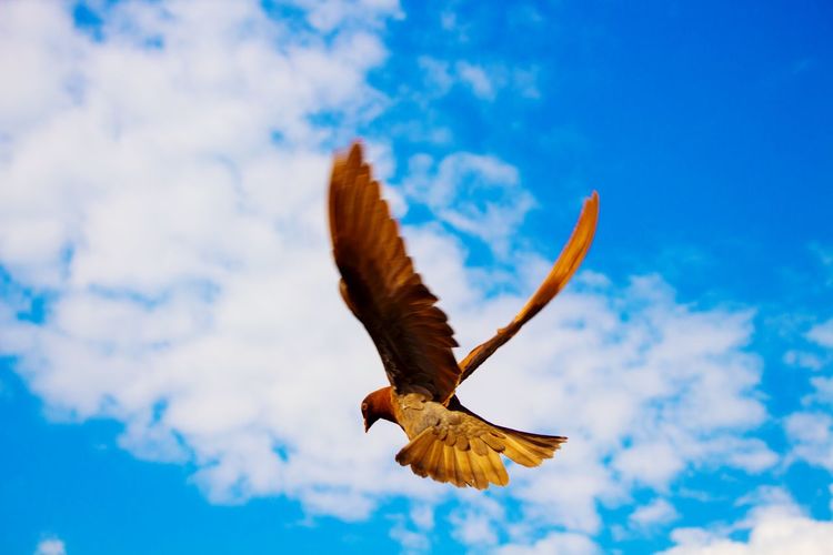 Low angle view of bird