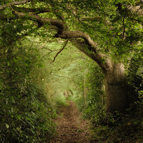 Footpath amidst trees in forest