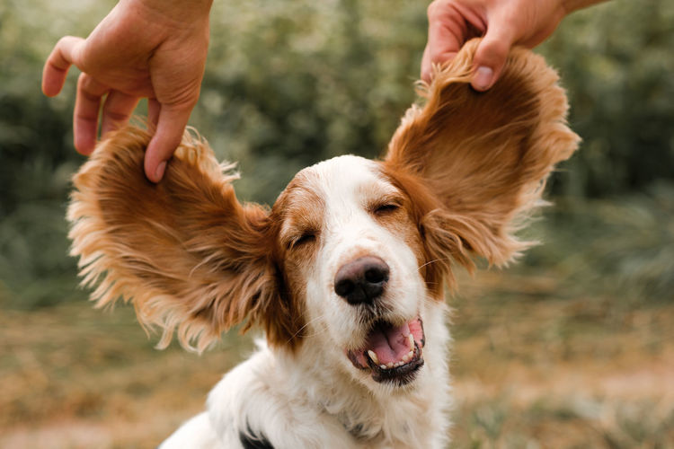 Portrait of a spaniel dog with large funny floppy ears, outdoors scene