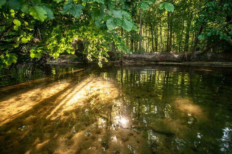 Scenic view of lake in forest