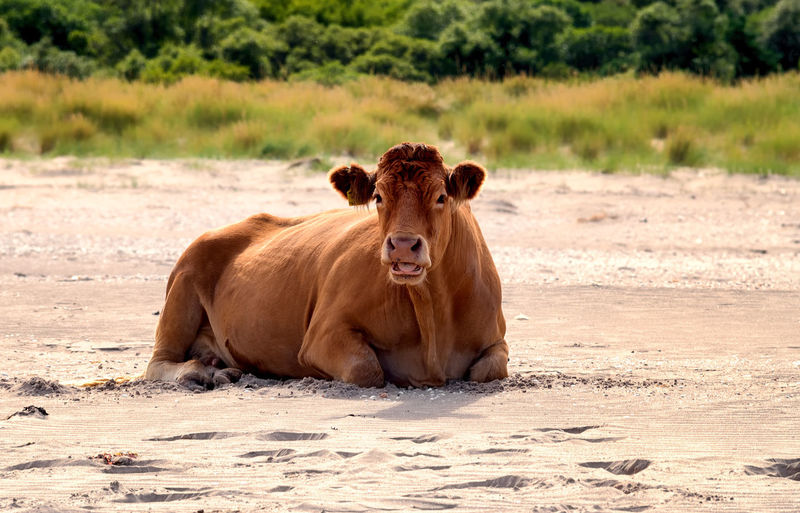Side view of cow sitting on ground