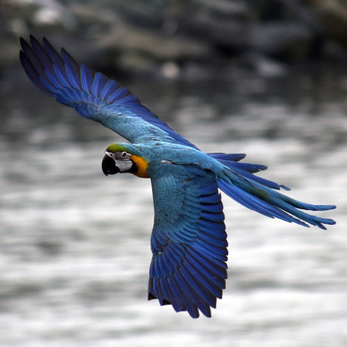 Close-up of a bird flying