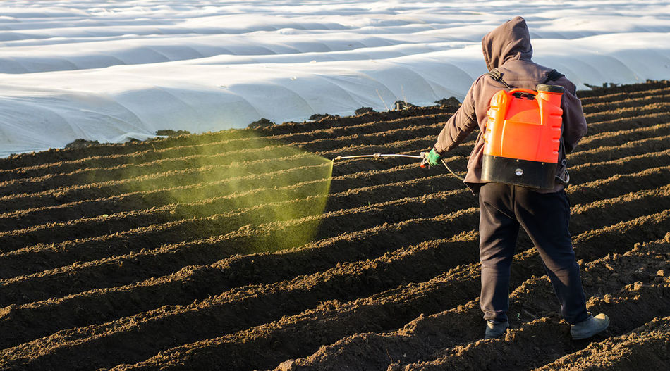 The farmer treats the field from weeds and grass for growing potatoes. use chemicals in agriculture