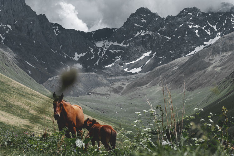 Horse in a mountain