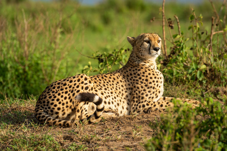 Cheetah lies on sunny mound among bushes