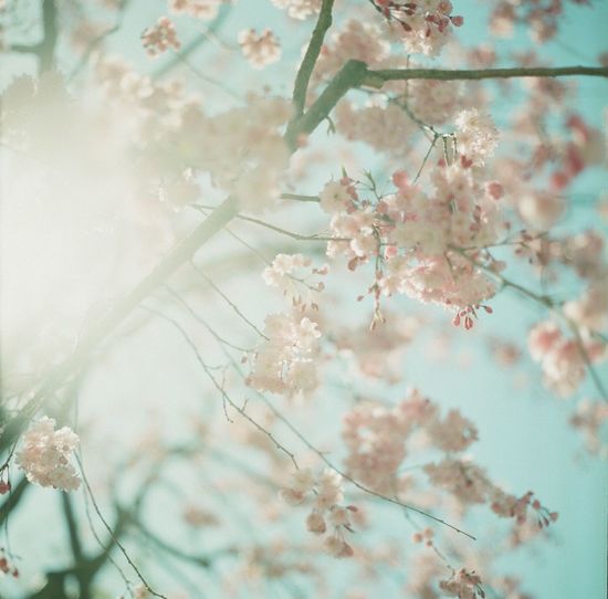 Close-up of cherry blossoms in spring