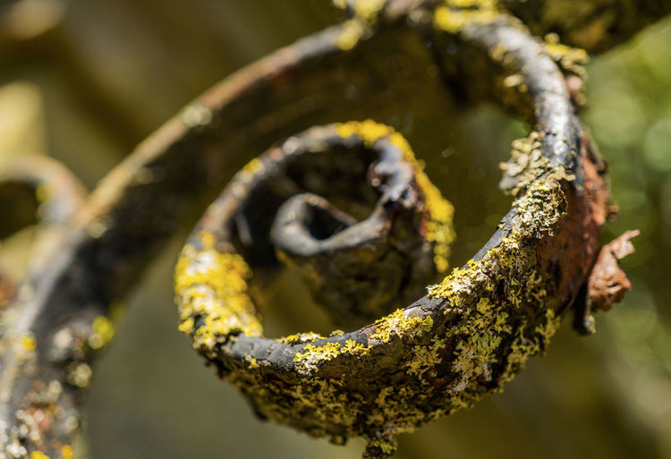Close-up of old rusty metal with lichen
