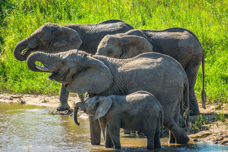 Elephant standing by river