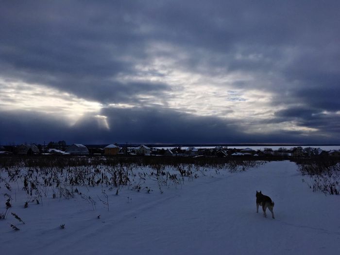 Dogs on snow covered field against sky
