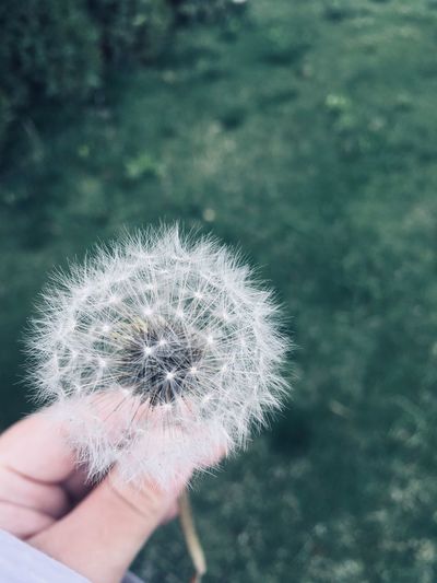 Close-up of hand holding dandelion