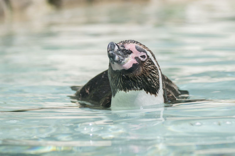 Humboldt penguin swimming on water