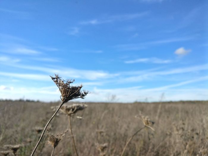 Dry plant on field against sky