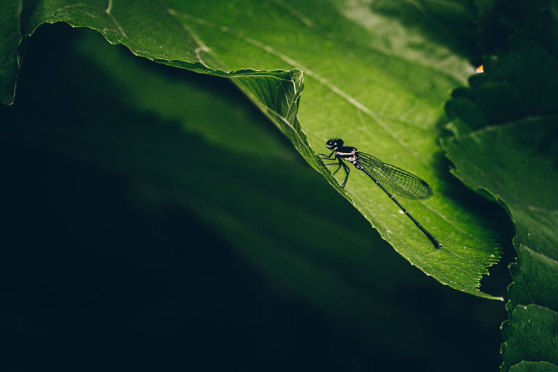 Copera marginipes, dragonfly rest on green leaf on nature background in thailand.