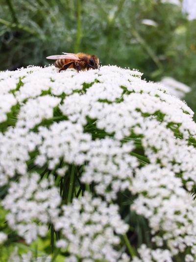 Close-up of bee on white flowers