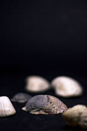 Close-up of seashell on black background