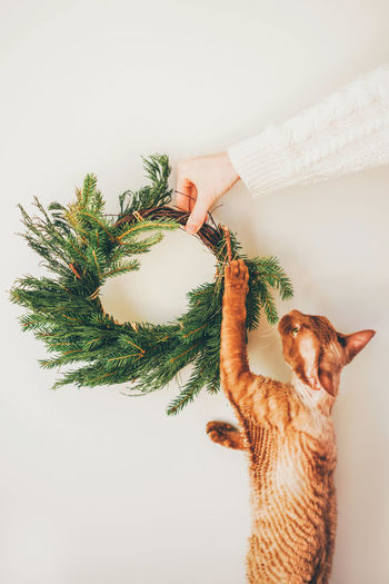 Cute concept for christmas and new year with pets. cat playing with christmas and new year wreath.