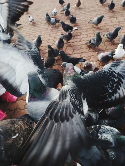 High angle view of pigeons perching