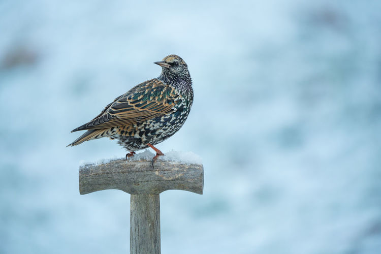 bird