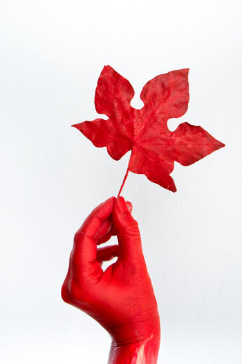 Close-up of hand holding red maple leaf against white background