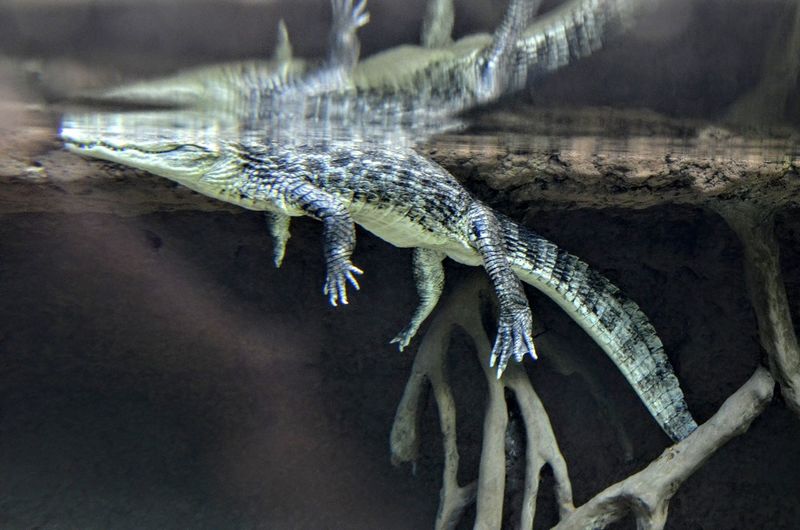 Crocodile under river water