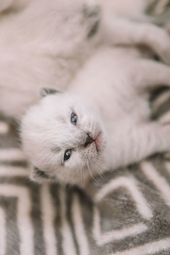 Siamese kitten with blue eyes - 3 weeks