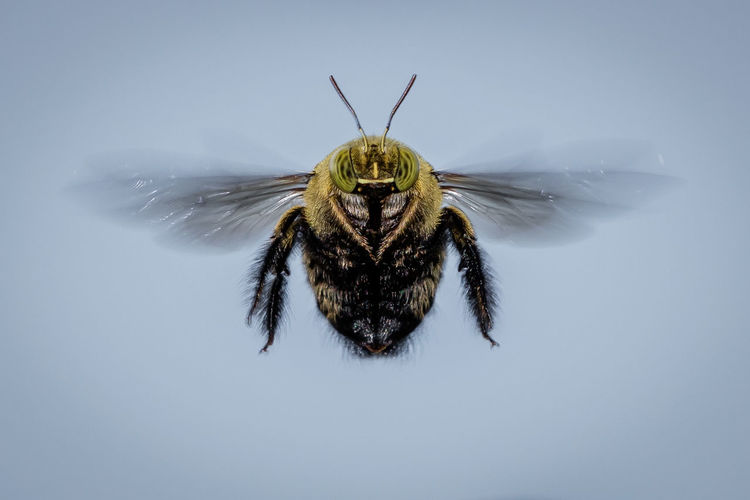 Close-up of bee over white background