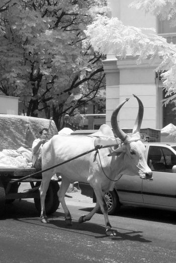 Man riding ox cart on street