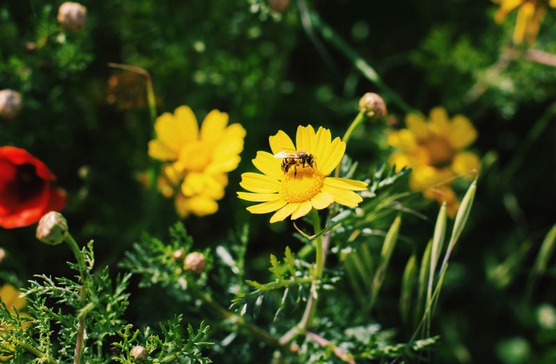 Close-up of bee pollinating on yellow flower