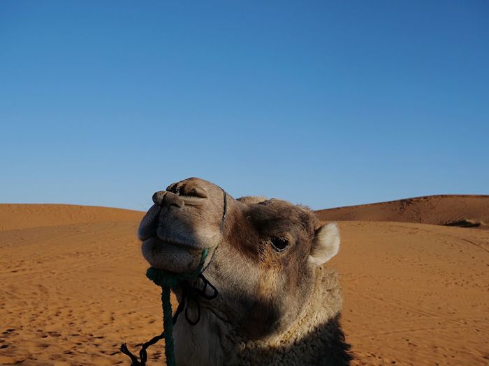 View of a camel on desert