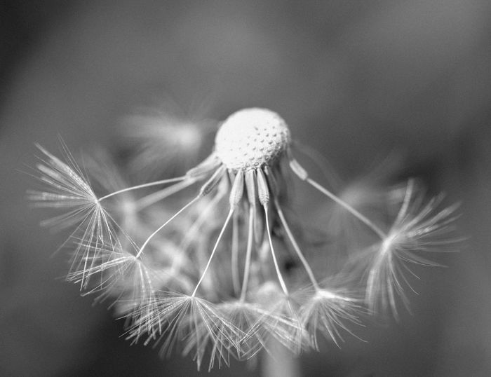 Close-up of dandelion seeds