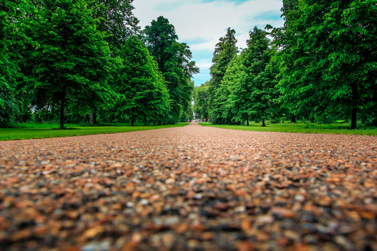 Surface level of road amidst trees against sky