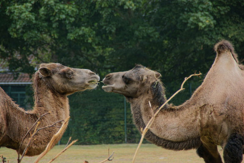 Two camels in the zoo