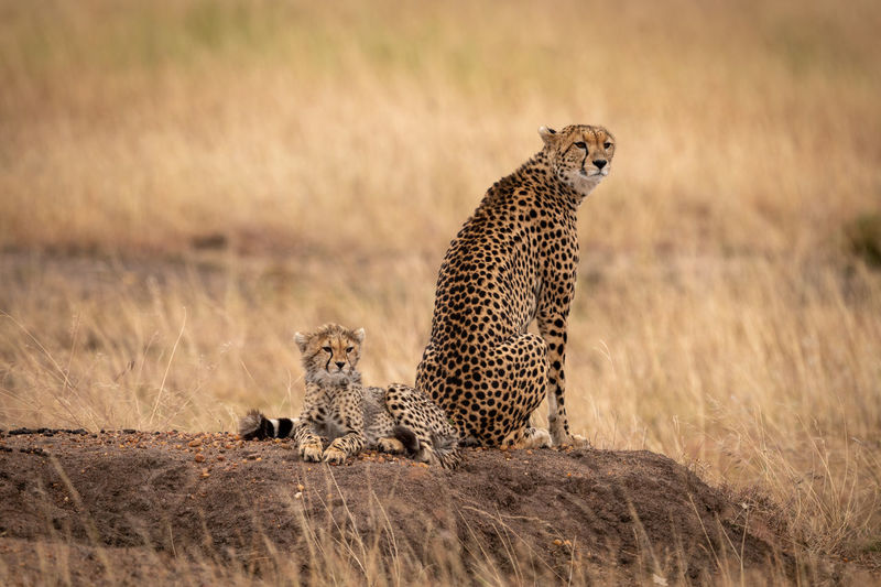 Cheetah sitting on rock in zoo
