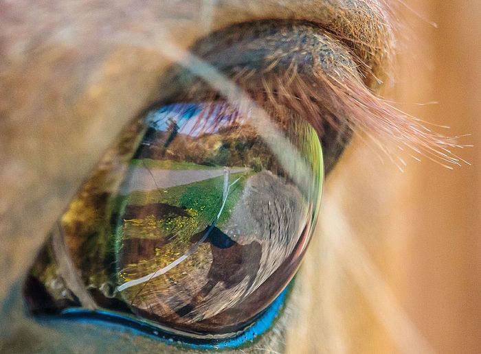 Cropped image of horse eye
