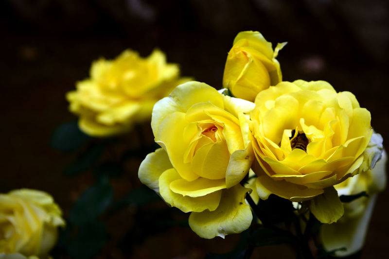 Close-up of yellow roses blooming outdoors