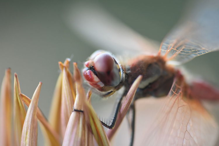Close-up of  beautiful dragonfly on flower in the wild
