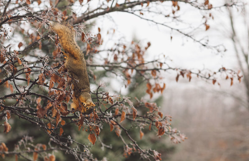 Low angle view of a squirrel on a tree